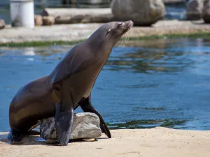 Bewonder bijzondere zee(zoog)dieren van dichtbij. Foto: Dolfinarium