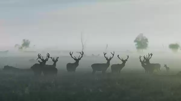 Edelherten in de ochtendmist | Foto ge&uuml;pload door gebruiker Staatsbosbeheer.