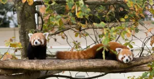 ZOO Antwerpen opent metershoge skywalk