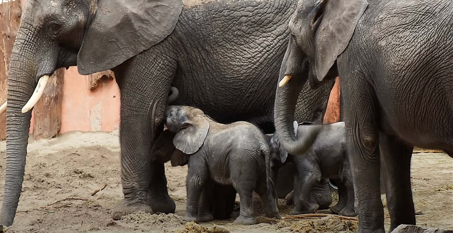 Niet één, niet twee, maar drie nieuwe olifantjes in Safaripark Beekse Bergen! Foto: Beekse Bergen (still uit YouTube-video)