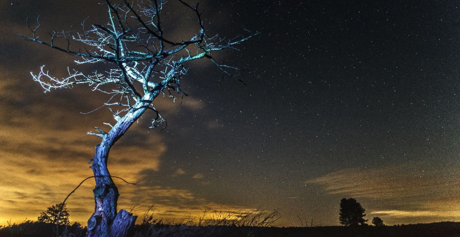 Dode boom op het Kootwijkerzand in nachtelijke sterrenhemel. Foto: Johan van der Wielen