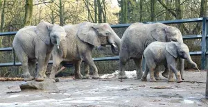 Bezoek de nieuwe Afrikaanse olifantenfamilie! De Afrikaanse olifanten Punda, Bongi, Pina-Nessi en Shawu in de Grüner Zoo Wuppertal, hun oude woonplaats. Foto: Grüner Zoo Wuppertal/Barbara Scheer