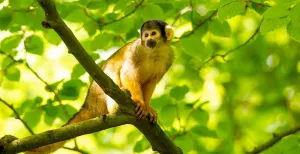 Ontdek de Veluwe: eropuit met het hele gezin Spot alle aapjes in Apenheul. De doodshoofdaapjes kun je haast niet missen! Foto: Apenheul