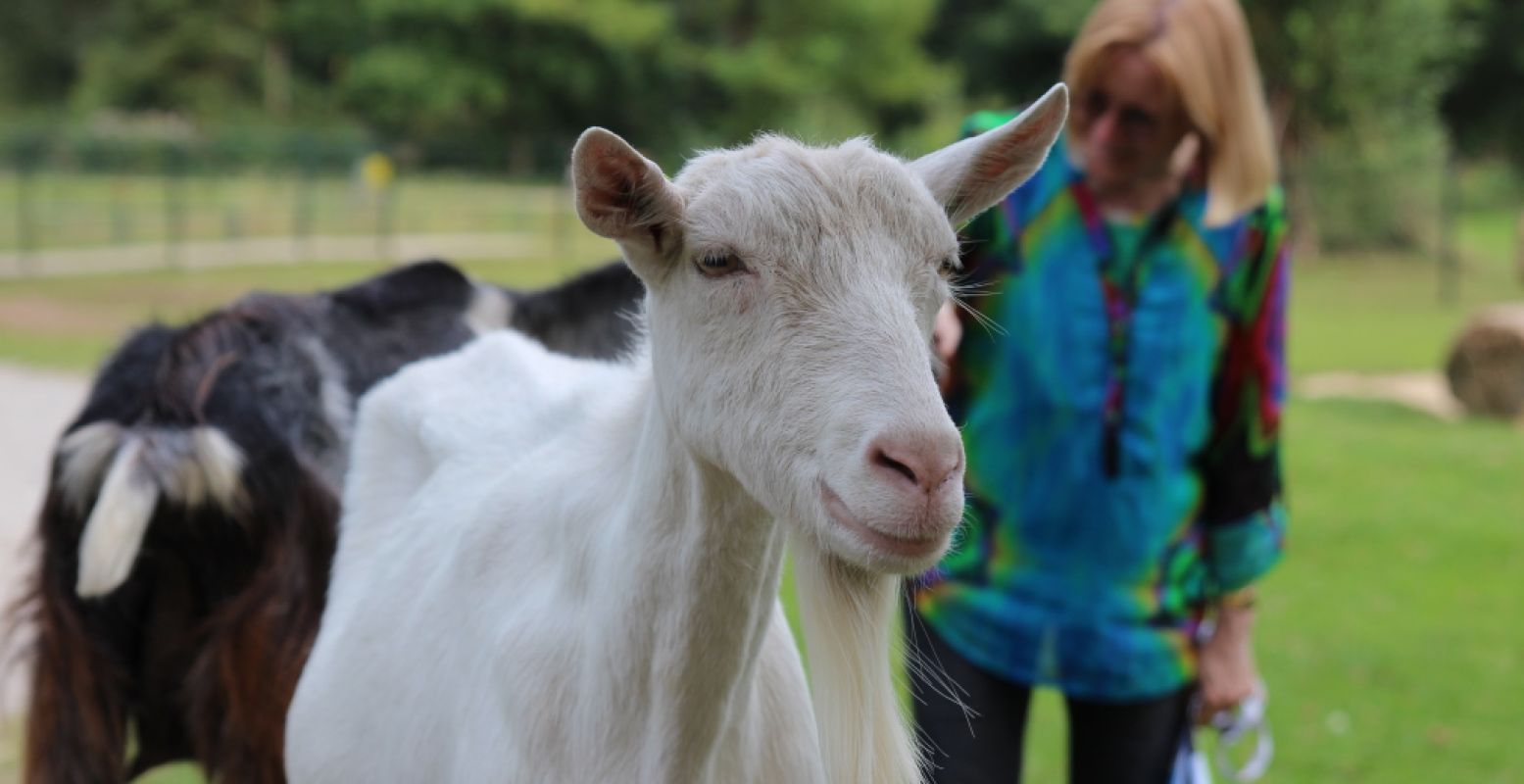 De overburen zijn wel héél schattig. Op Kinderboerderij De Hofstede ontmoet je ezeltjes, schaapjes en geitjes. Foto: DagjeWeg.NL.
