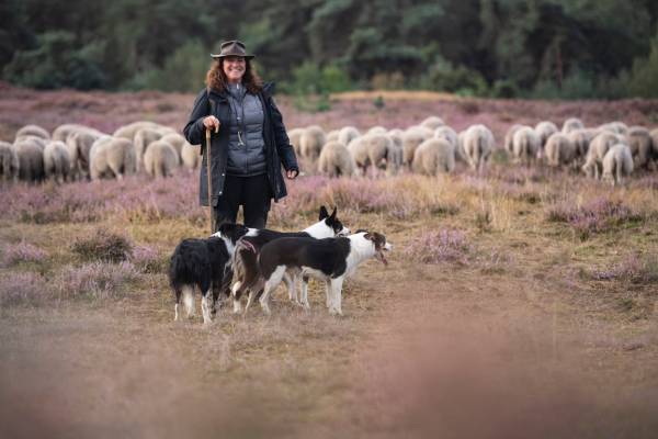 Kennismaken met de kudde schapen en de herder op de Sprengenberg. Vertrek vanaf Parkeerplaats Zuidbroek Kennismaken met de kudde schapen en de herder op de Sprengenberg. Vertrek vanaf Parkeerplaats Zuidbr | Foto ge&uuml;pload door gebruiker Natuurmonumenten.