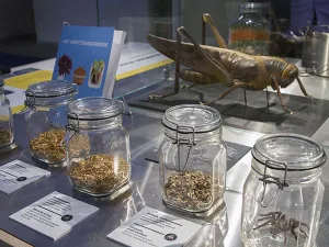 Koken met insecten. Durf jij? Foto: Museon-Omniversum