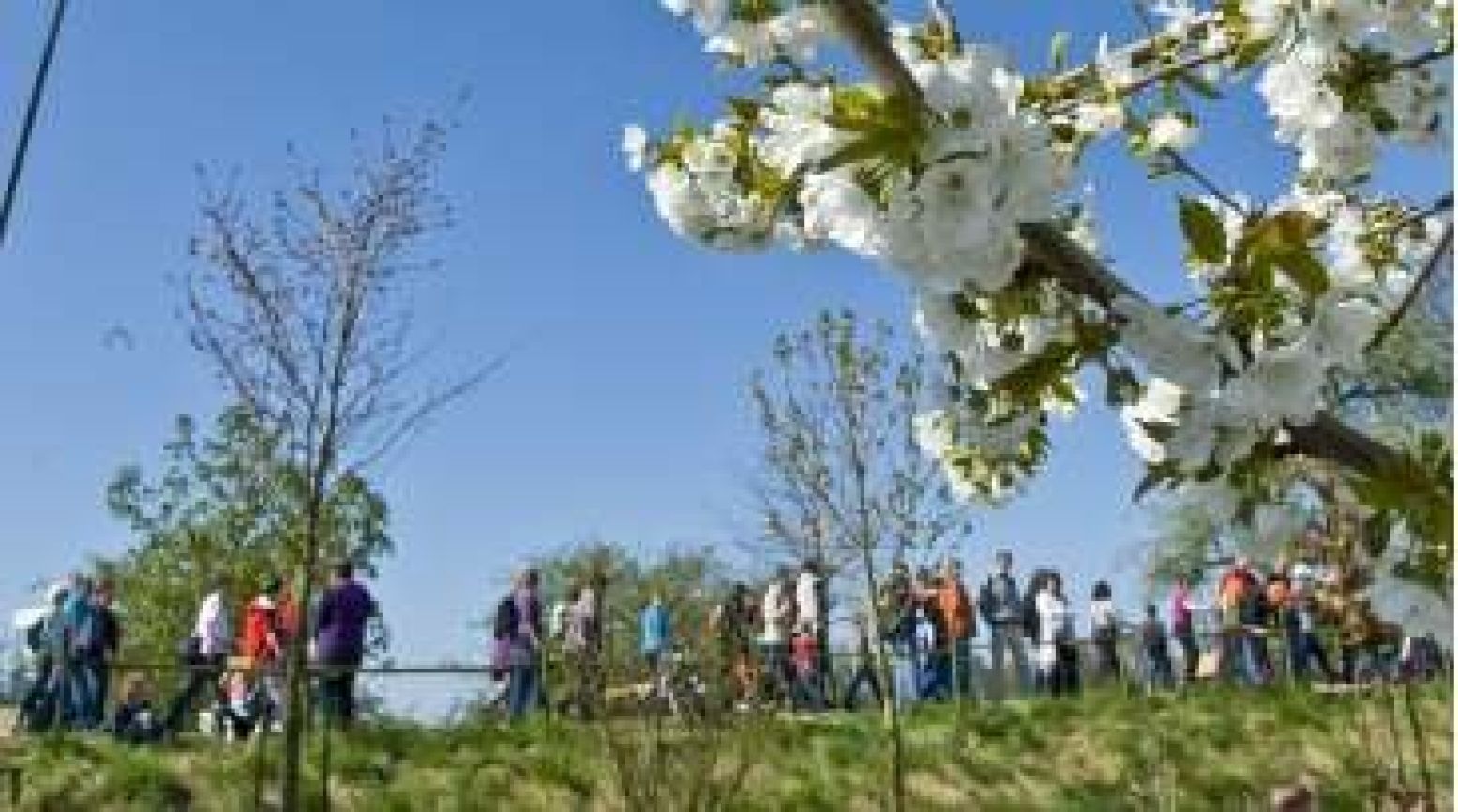 Wandel mee met de 23e Rode Kruis Bloesemtocht. Foto: Rode Kruis, George Burggraaf