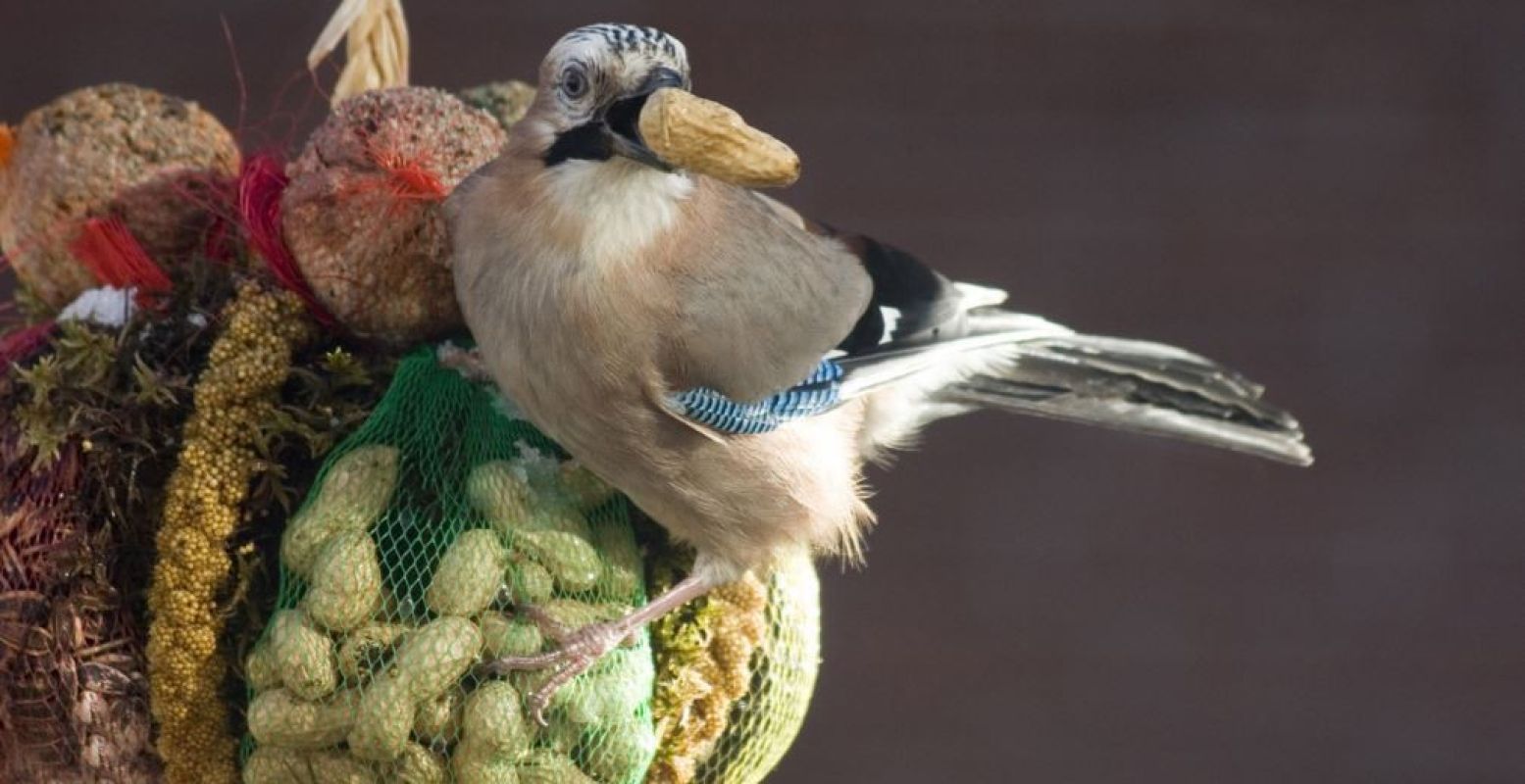 Lekkernijen voor de vogels. Foto: Natuurmonumenten - Fred Mellink