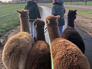 Alpaca Ranch d'n Achterhoek