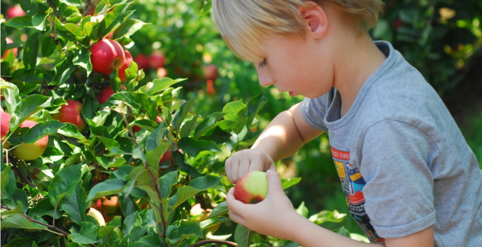 Ook kinderen mogen meeplukken tijdens de Landelijke Fruitplukdagen. Foto: Nederlandse Fruittelers Organisatie © Michiel Hamstra.