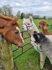 Paard en alpaca's van de Alpaca Boerderij besnuffelen elkaar nieuwsgierig. Foto: Alpaca Ranch d'n Achterhoek.