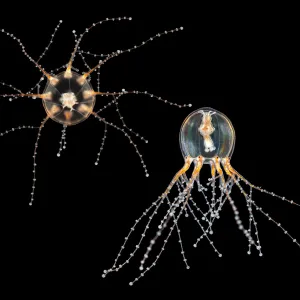 Tentoonstelling Een andere kijk op zeedieren Raket meduse. Foto: Mick OttenFoto geüpload door gebruiker.