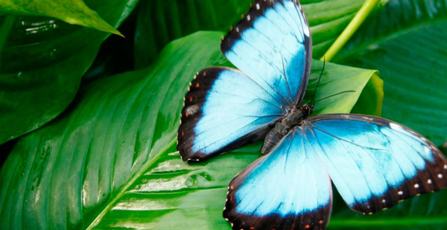 Bewonder de spectaculaire Blauwe Morpho.