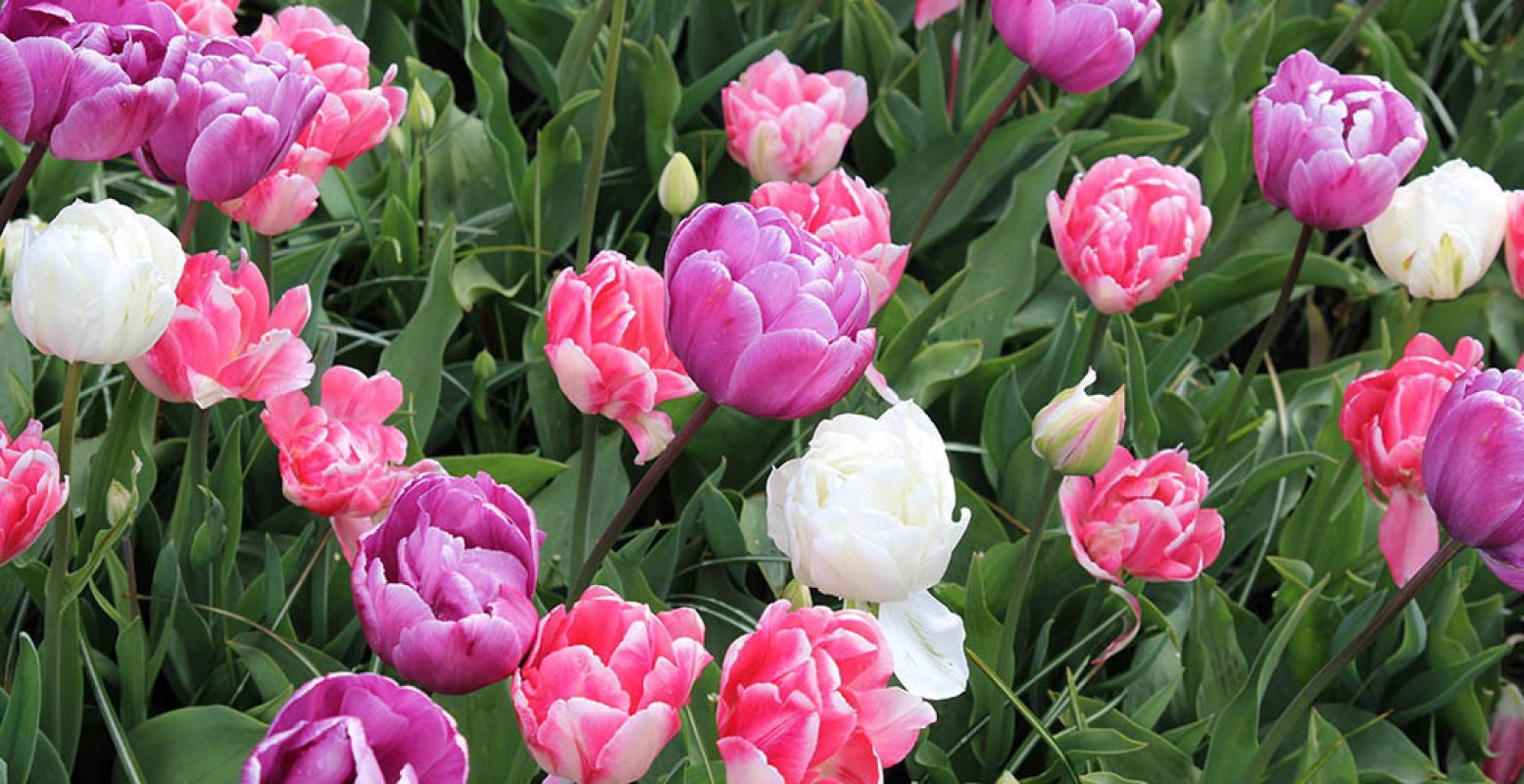 Slenter samen over de Bloemenmarkt in Leeuwarden. Foto: DagjeWeg.NL.