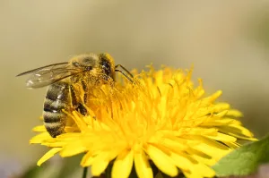 Kinderactiviteit: Beleef het bijenleven op de Groote Heide Foto: Limburgs Landschap Gouda | Foto geüpload door gebruiker limburgslandschap