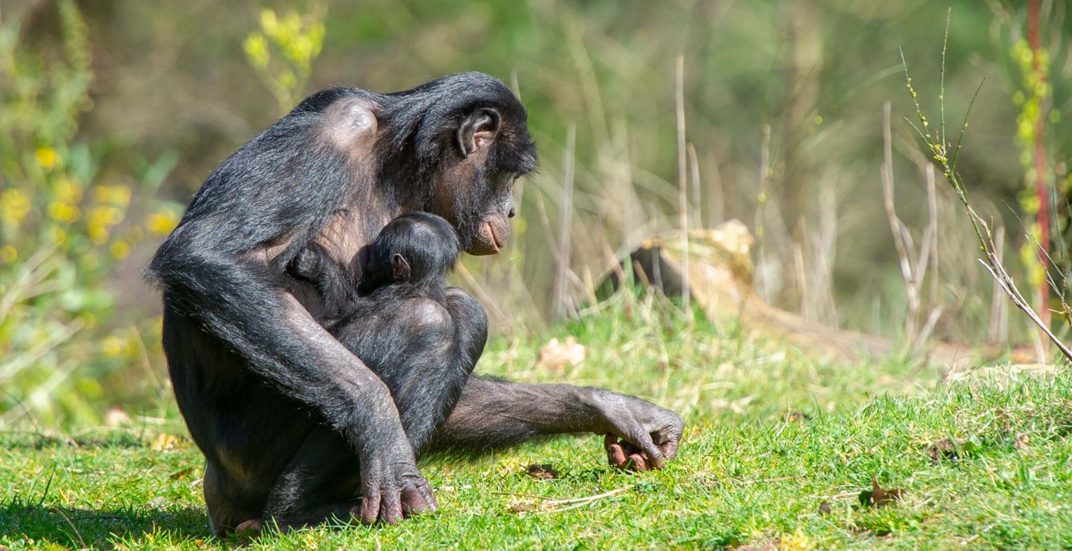 Bezoek de babybonobo in de Apenheul! Foto: Apenheul