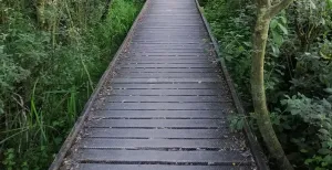 De mooiste tripjes in de natuur met een rolstoel of rollator Overal in Nederland zijn ook paden aangelegd waar een rolstoel overheen kan. Verhard, halfverhard en met bruggen die het pad horizontaal houden. Foto: DagjeWeg.NL