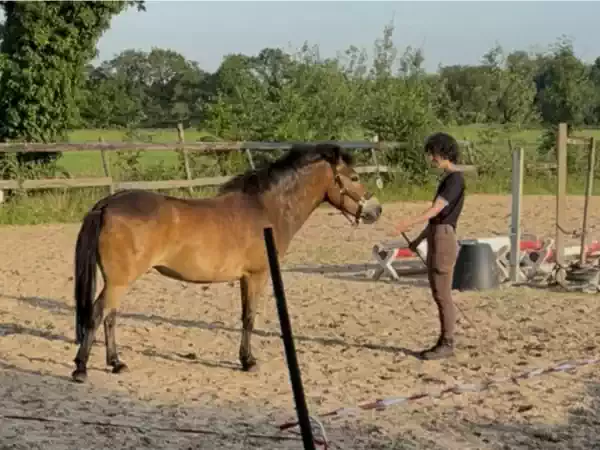 Leer de taal van paarden Loswerken. Foto: Mila Mannink