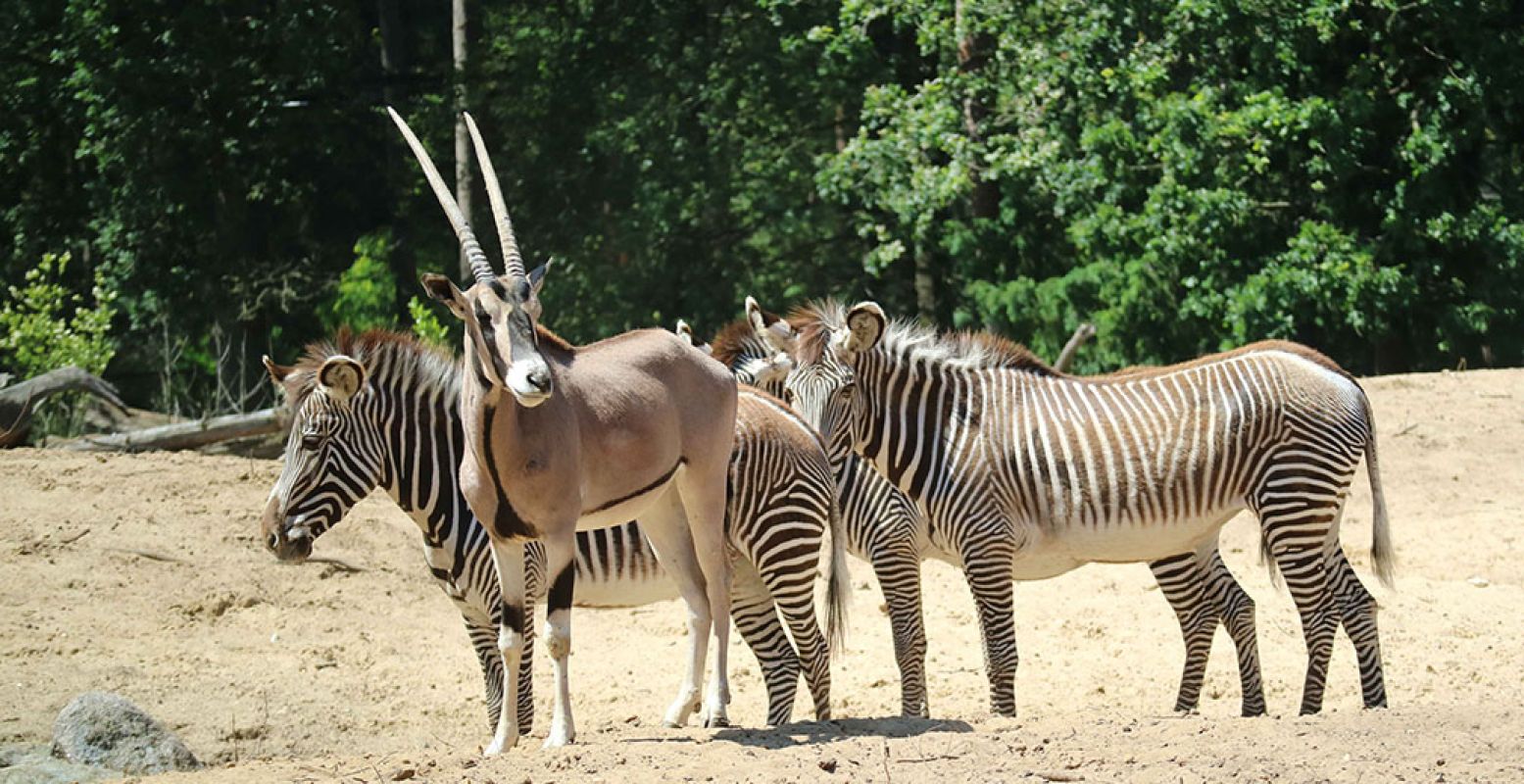 Vlieg over zebra's en de Beisa Oryx. Foto: DierenPark Amersfoort