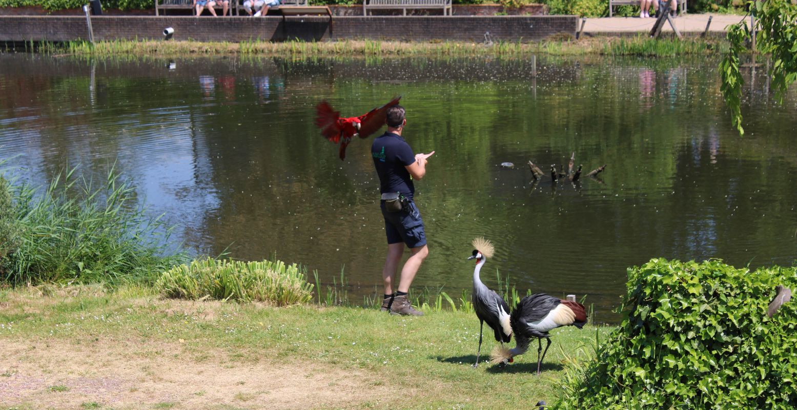 Ontmoet verschillende vogels tijdens de vogeldemonstratie. Foto: DagjeWeg.NL