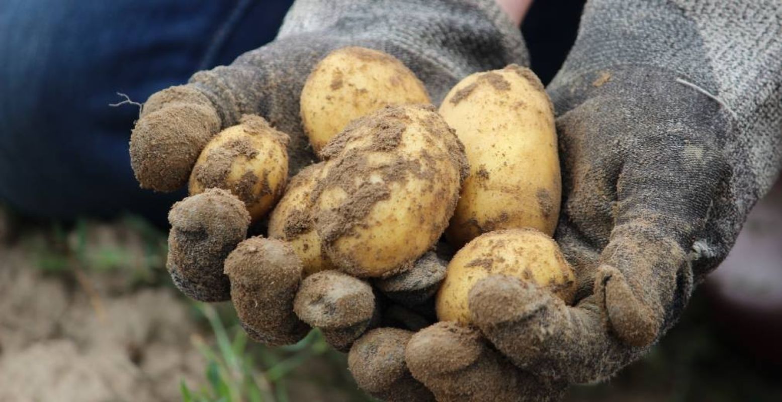 De kracht van een doodeenvoudige aardappel. Foto: Utrecht Natuurlijk