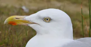 Broedvogelexcursie op Schiermonnikoog Broedvogelexcursie op Schiermonnikoog | Foto geüpload door gebruiker Natuurmonumenten.