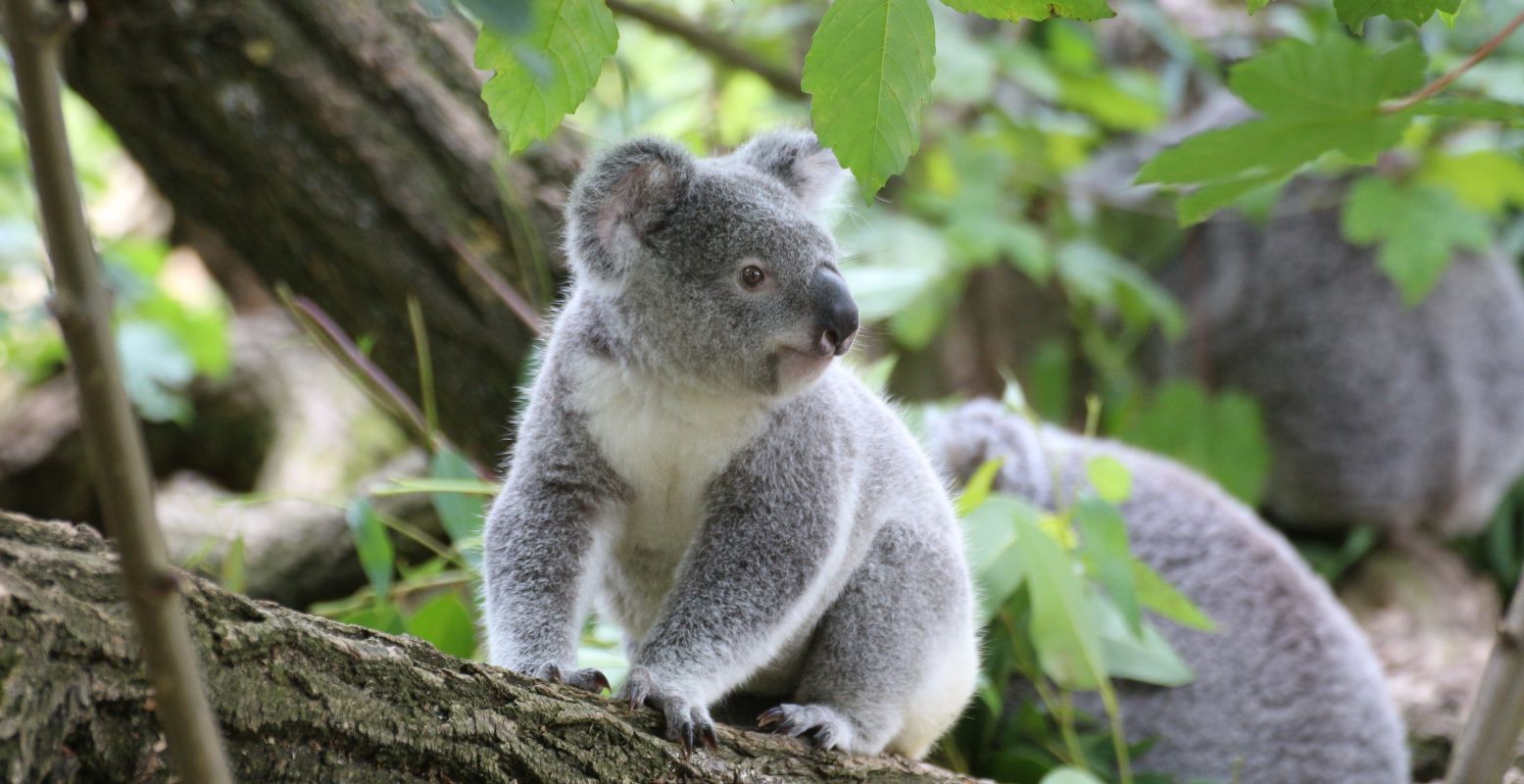 Deze bijzondere dieren haalt Ouwehands Dierenpark naar Nederland. Maak kennis met de koala's! Foto: Pixabay