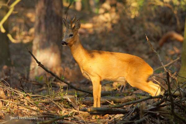 Speuren naar wild: op zoek naar reeën in het Bergherbos Speuren naar wild: op zoek naar reeën in het Bergherbos | Foto ge&uuml;pload door gebruiker Natuurmonumenten.