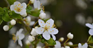 De mooiste bloesemtochten door de Betuwe De witte pruimenbloesem bloeit samen met de kersenbloesem als eerste. Vaak al begin april. Foto: Maria Godfrida via  Pixabay 