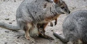 Ga op kraambezoek in deze dierentuinen