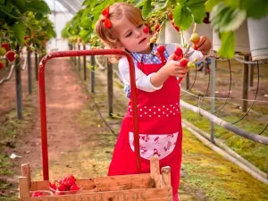 Het Aardbeienterras Zelf aardbeien knippen. Foto: Het Aardbeienterras