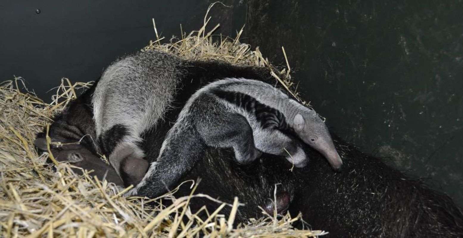 Voor het eerst is er een reuzenmiereneter geboren in ZooParc Overloon. Foto: ZooParc Overloon.
