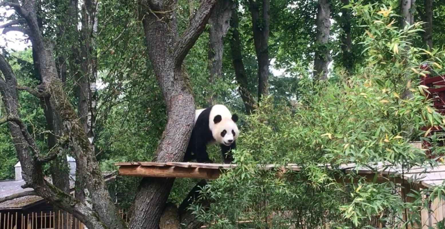 Reuzenpanda Wu Wen in Pandasia, Ouwehands Dierenpark Rhenen. Foto: DagjeWeg.NL.