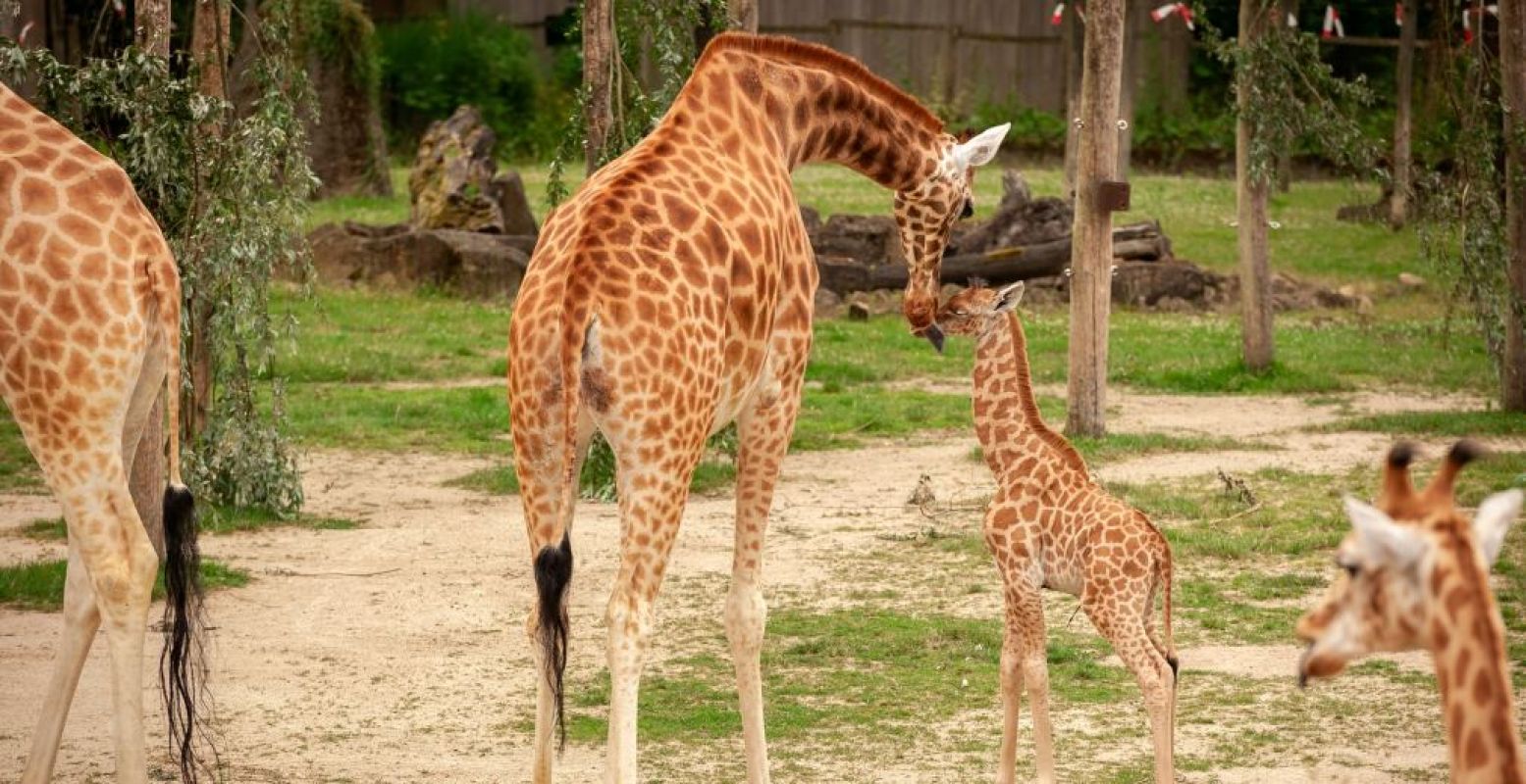 Driewerf hoera voor de giraffenbaby in Planckendael! Foto: Plankcendael © Jonas Verhulst