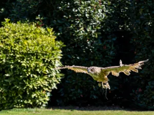 Bezoek de roofvogelshow. Foto: Dierenpark De Oliemeulen