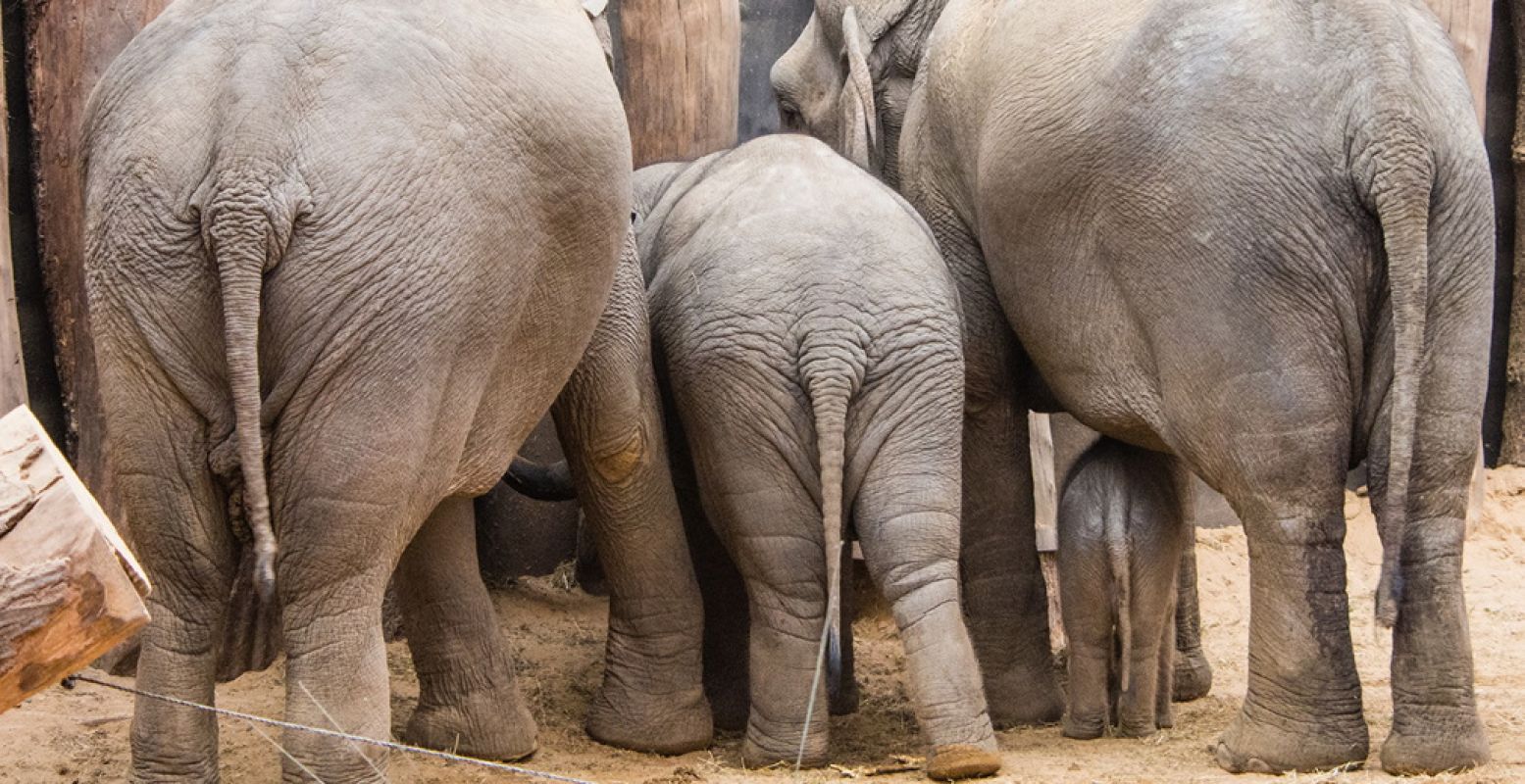 Ontdek tijdens Poep & ZOO in DierenPark Amersfoort alles over 'de grote boodschap' van dieren. Foto: DierenPark Amersfoort.