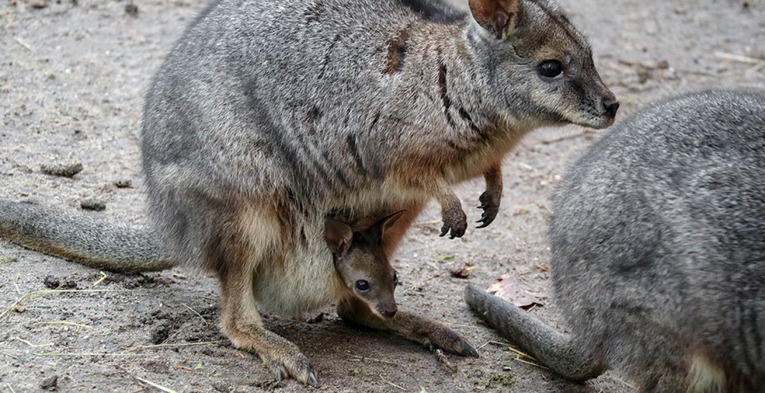 De jonge wallaby bij DierenPark Amersfoort bekijkt de wereld veilig vanuit moeders buidel. Foto: DierenPark Amersfoort