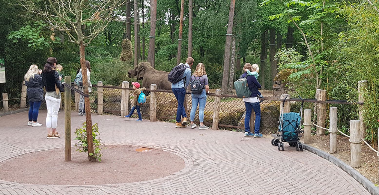 Bezoekers van Burgers' Zoo kijken op 1,5 meter afstand van elkaar naar de olifanten. Kijkspots op de grond geven aan waar je moet staan. Foto: DagjeWeg.NL