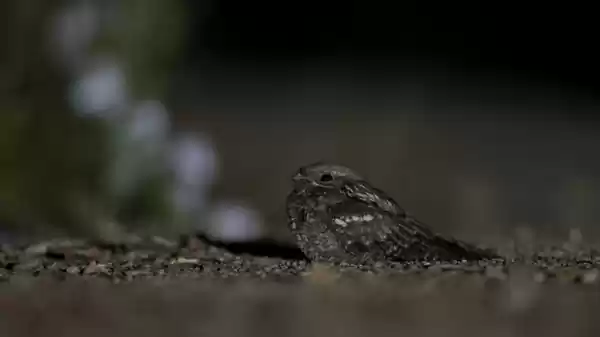 nachtzwaluw | Foto geüpload door gebruiker Staatsbosbeheer. nachtzwaluw | Foto geüpload door gebruiker Staatsbosbeheer.