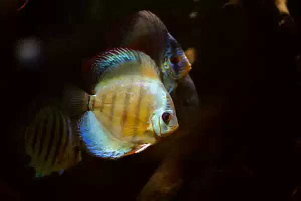 Onze discusvissen Foto: Ivar Christiaanse Onze discusvissen Foto: Ivar Christiaanse