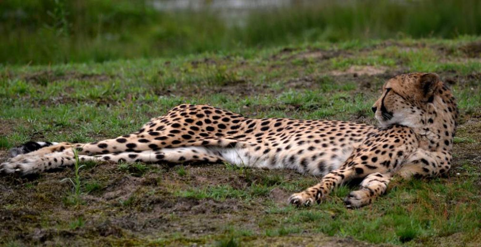 Het gezin stapte uit bij de jachtluipaarden. Foto:  Tim StrÃ¤ter . Licentie:  Sommige rechten voorbehouden . Bron:  Flickr.com 