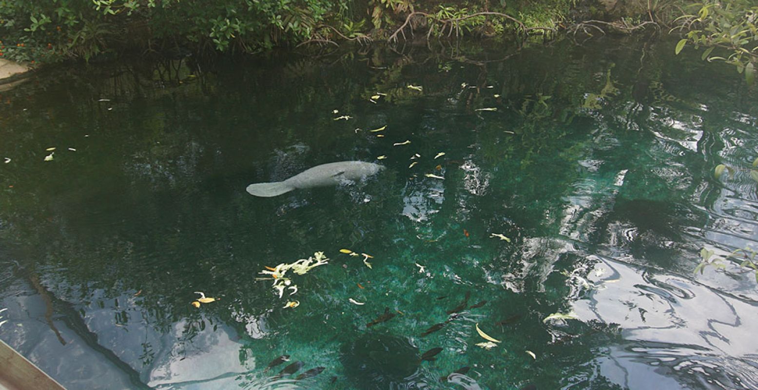 Een hoogtepuntje: het zeekoejong in het water zien spelen in de Mangrove. Met het jong en moeder zeekoe gaat het goed. Foto: DagjeWeg.NL