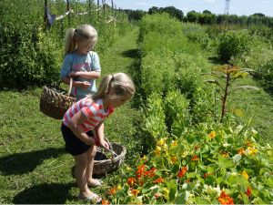 Pluktuin Het Platteland