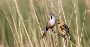 Vogels kijken op Marker Wadden Vogels kijken op Marker Wadden | Foto geüpload door gebruiker Natuurmonumenten.
