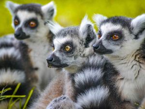 Foto: ZooParc Overloon