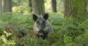 Wildtocht Buitenplaats Beekhuizen Veluwezoom Wildtocht Buitenplaats Beekhuizen Veluwezoom | Foto geüpload door gebruiker Natuurmonumenten.
