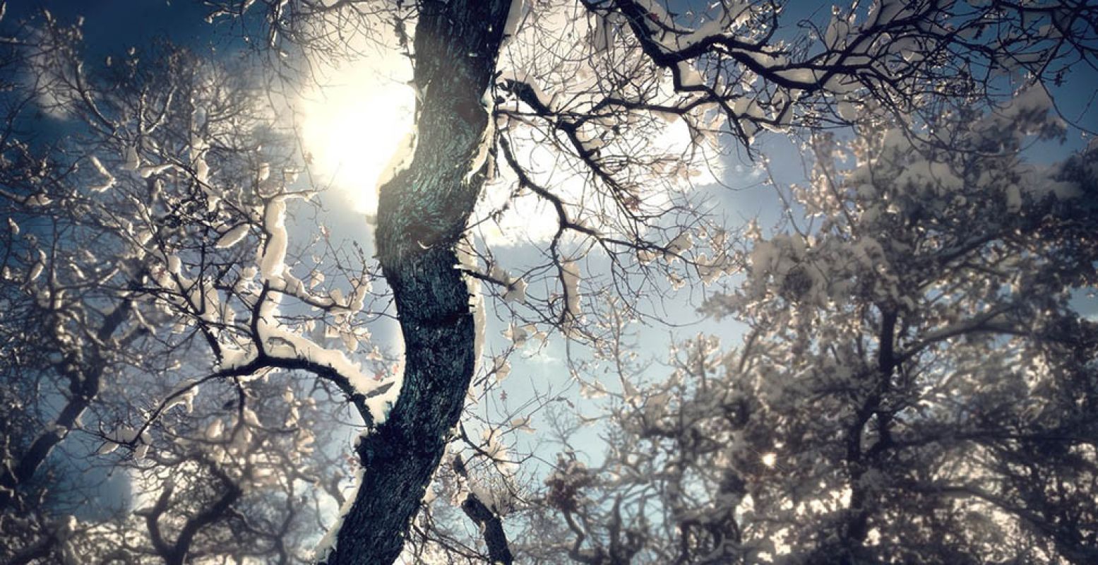 Sluit 2016 af of begin het nieuwe jaar met een frisse, winterse wandeling. Inclusief oliebollen en warme chocolademelk! Foto:  Pexels.com .