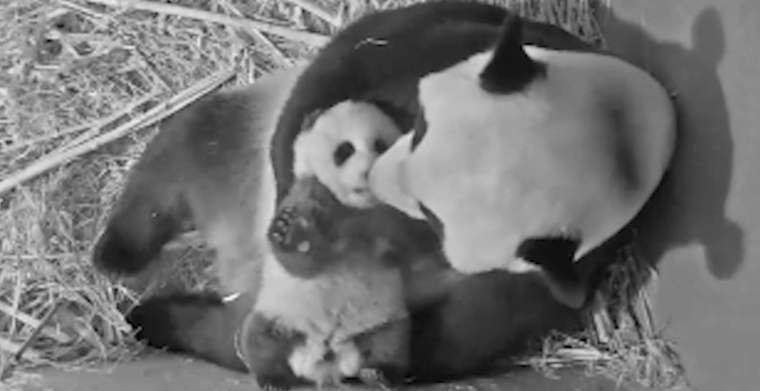 Fan Xing en zijn moeder in augustus, te zien via de livestream van de dierentuin. Foto: Ouwehands Dierenpark Rhenen