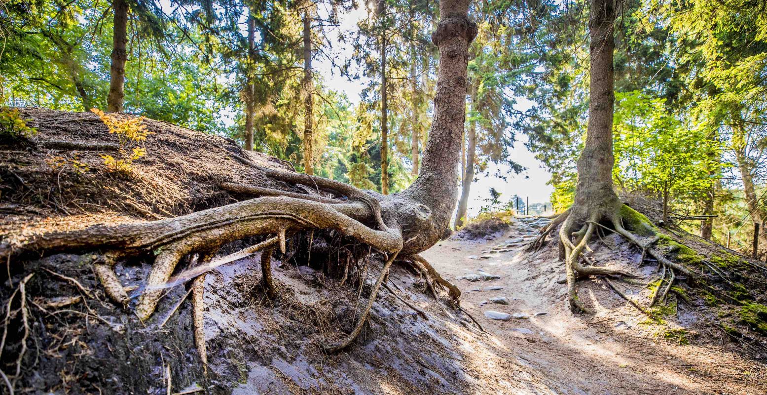 Alsof de naaldbomen zich in bodem hebben vastgegrepen. Foto: © Rob Voss / Stadspark Berg & Bos Apeldoorn Alsof de naaldbomen zich in bodem hebben vastgegrepen. Foto: © Rob Voss / Stadspark Berg & Bos Apeldoorn