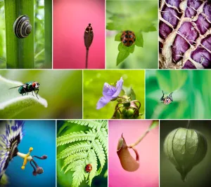 Workshop macrofotografie met je smartphone Foto’s van eerdere deelnemers
